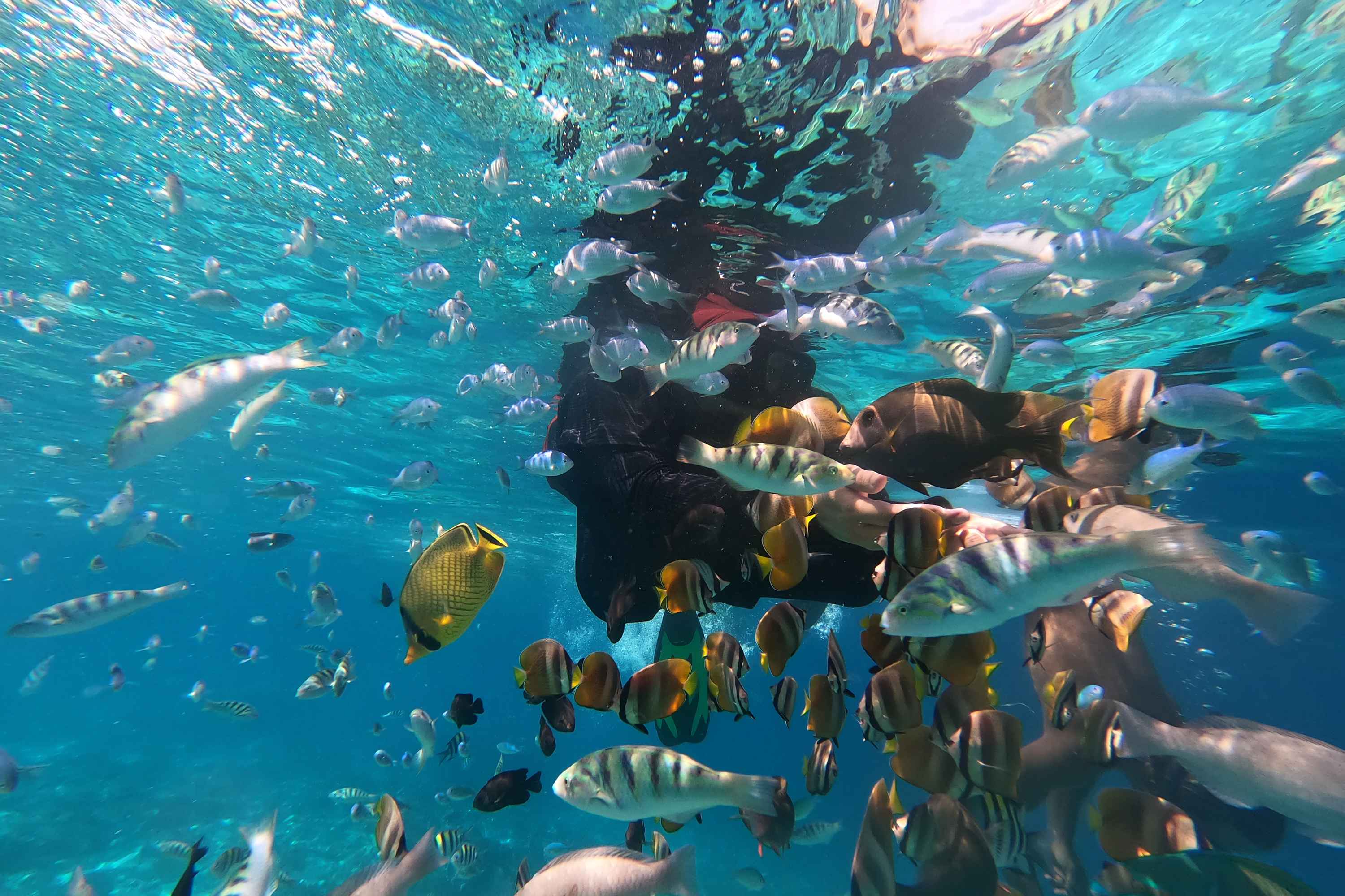 Blue Lagoon Snorkeling Zanzibar Book Now blue-lagoon-snorkeling-zanzibar-book-now