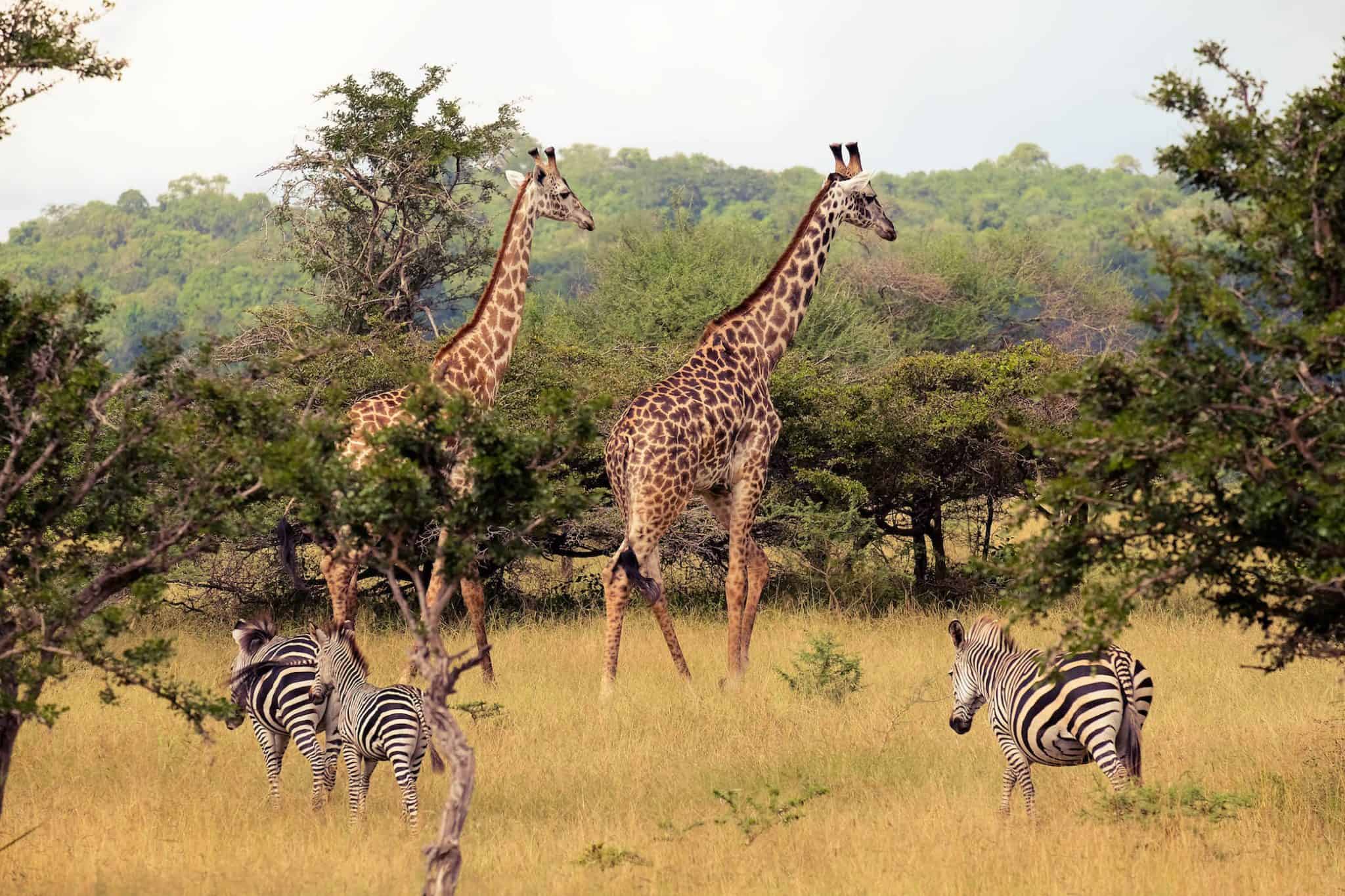 Giraffes-in-Selous-1